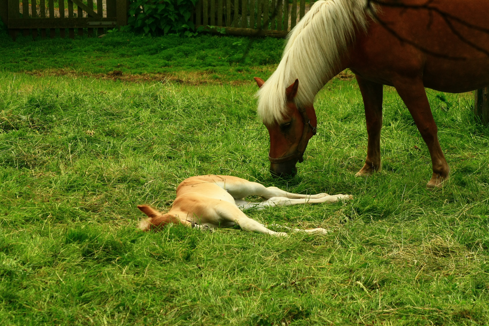 Zum Thema "TIERKINDER"