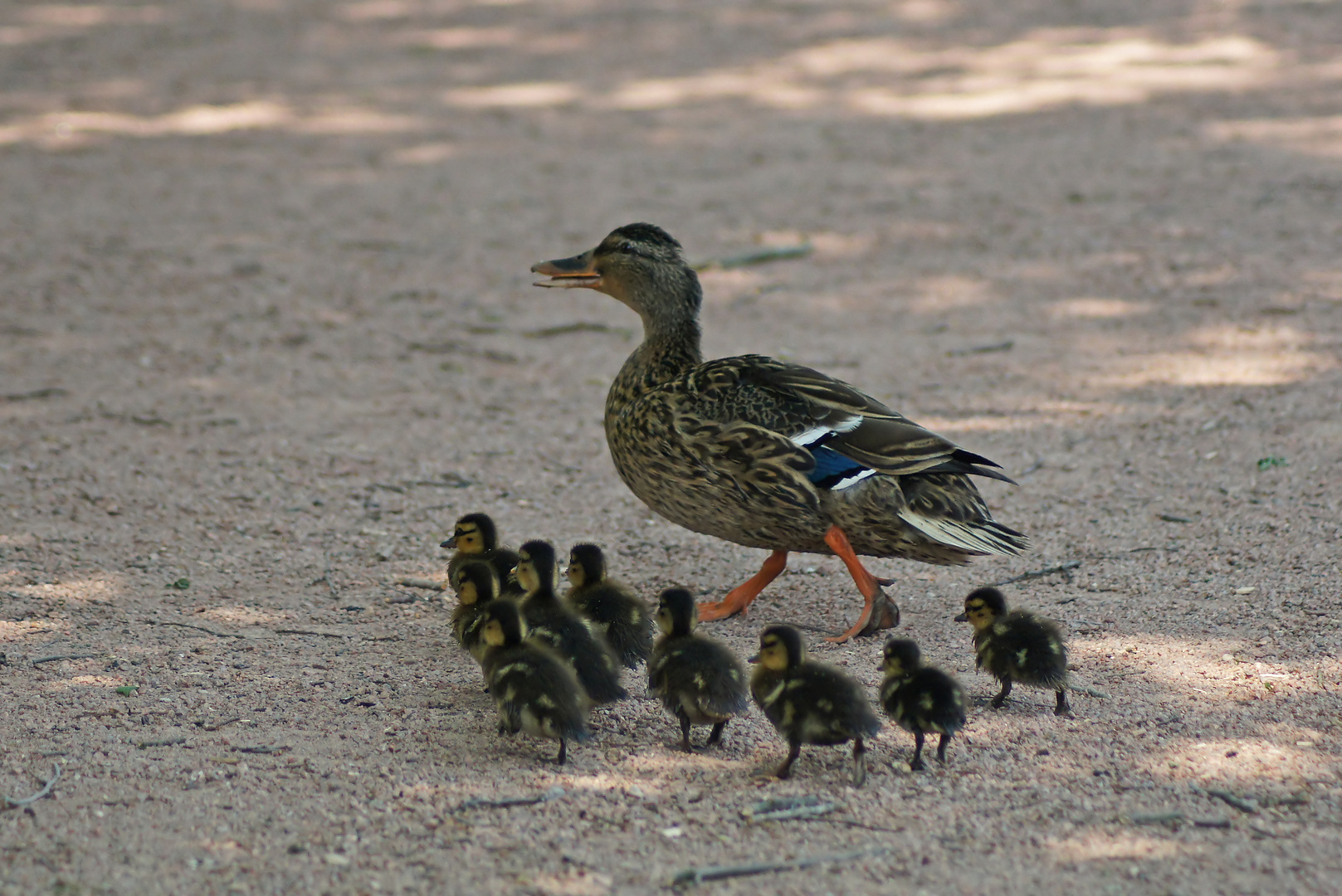 ZUM THEMA: Tierkinder