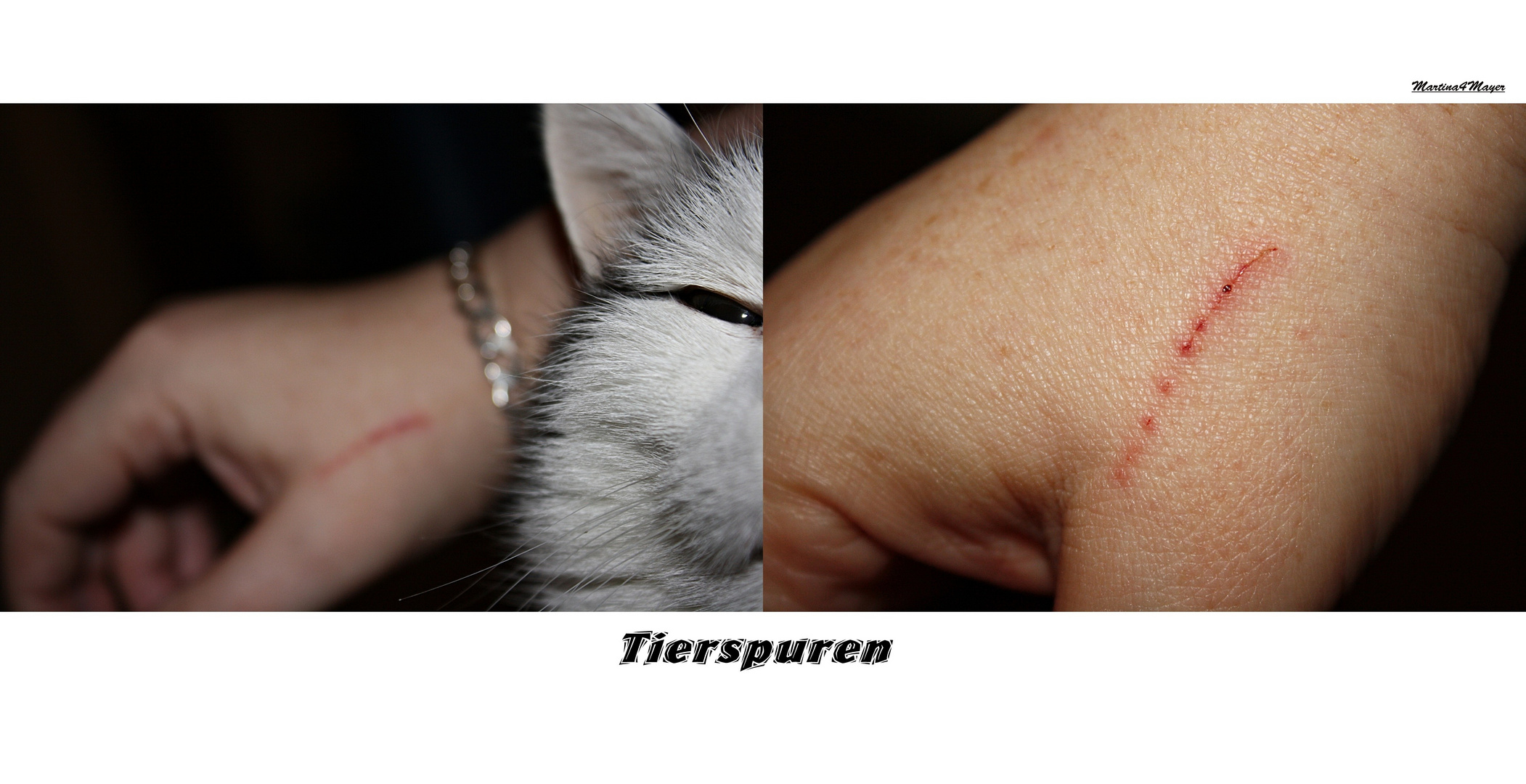 zum Thema "Tierspuren"