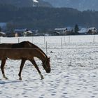 ZUM THEMA : Tierspuren