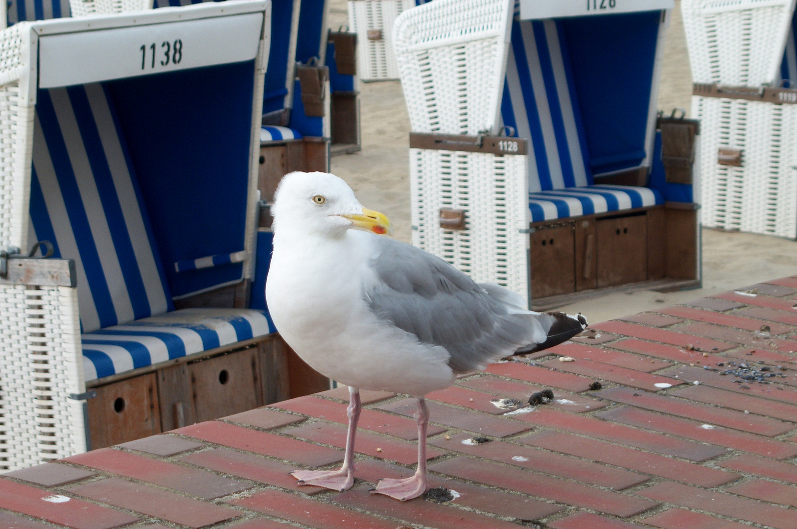 ZUM THEMA: TIERSPUREN