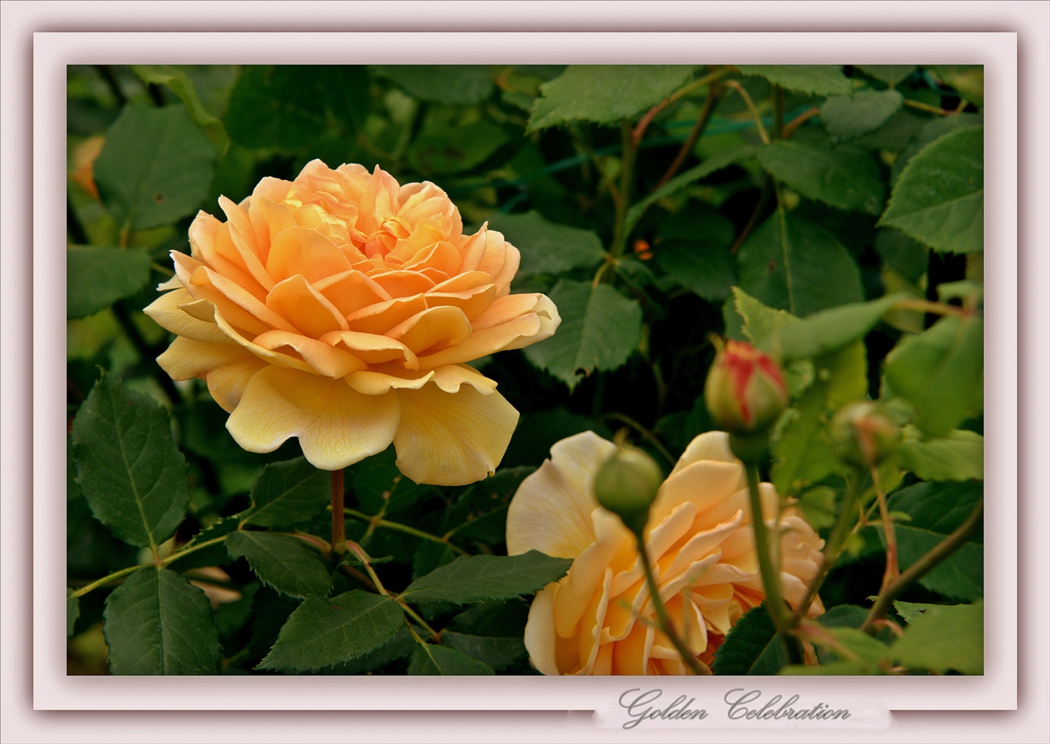 Zum Thema: Wenn die Rosen blühen