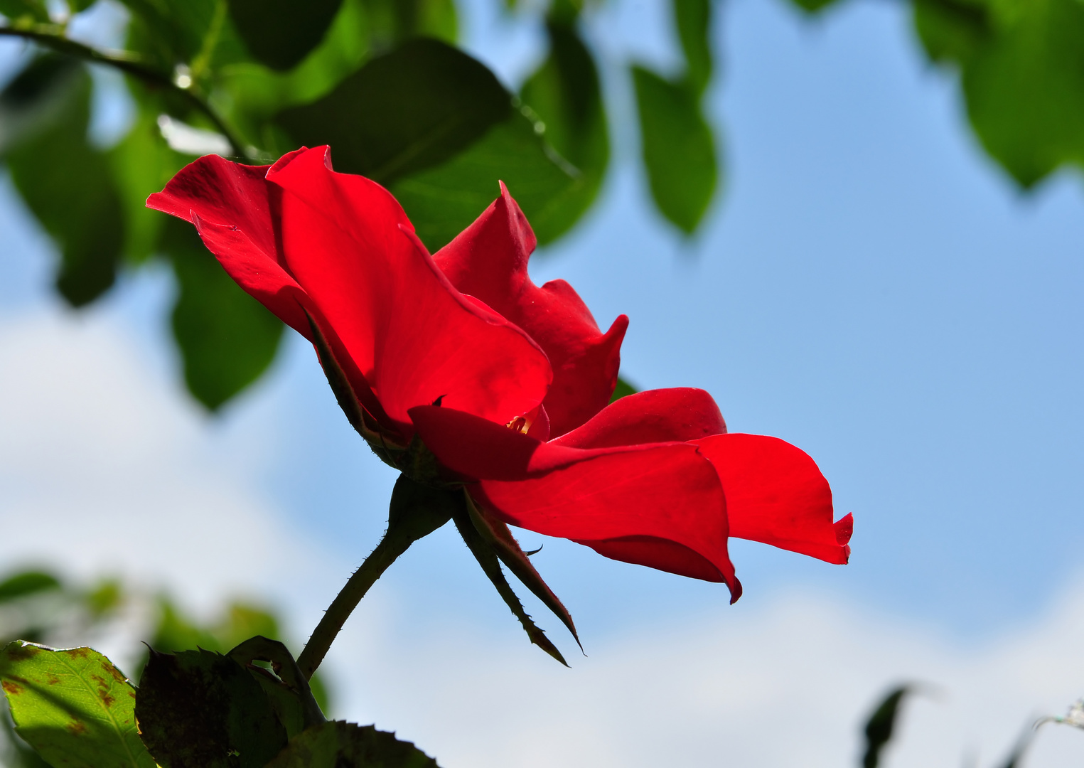 Zum Thema "Wenn die Rosen blühen"