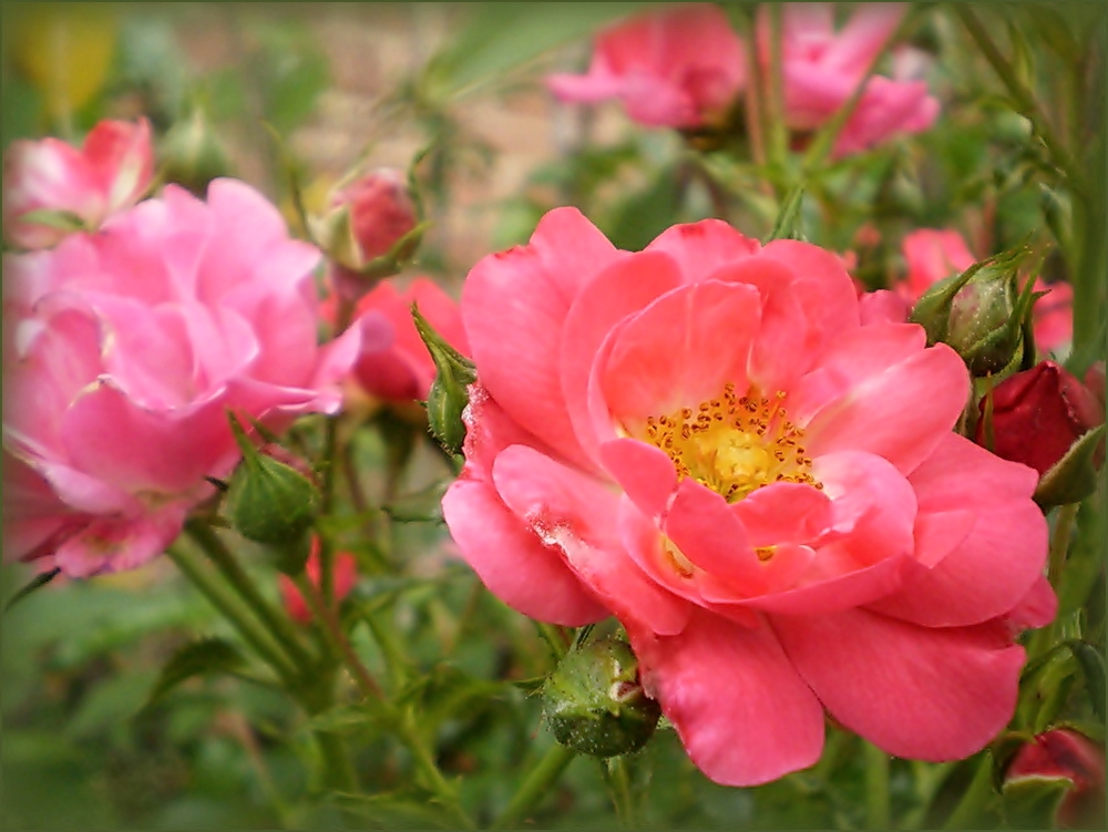 ZUM THEMA: "Wenn die Rosen blühen"