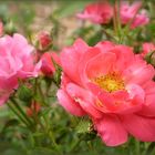 ZUM THEMA: "Wenn die Rosen blühen"