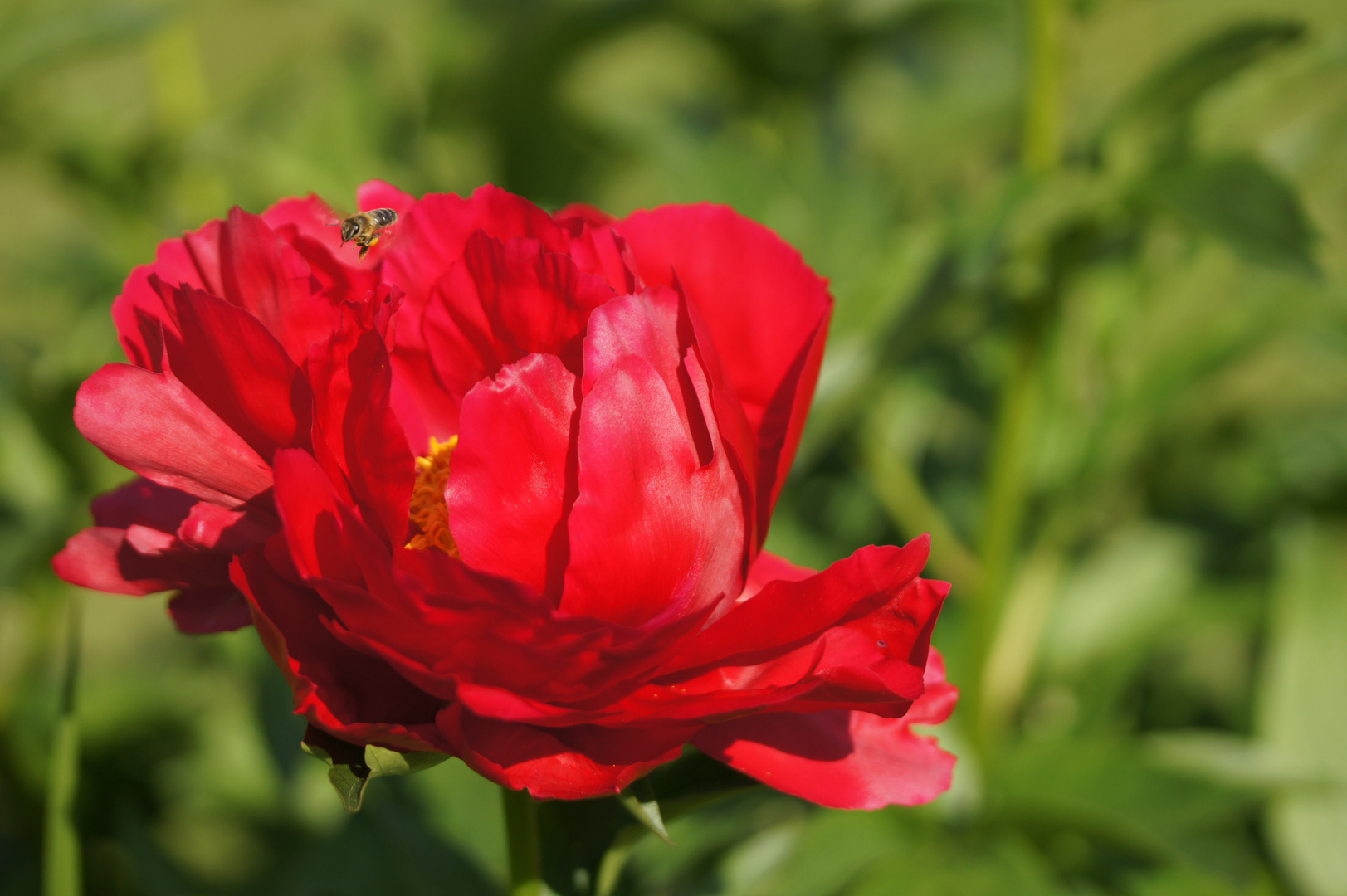 zum Thema "wenn die Rosen blühen"