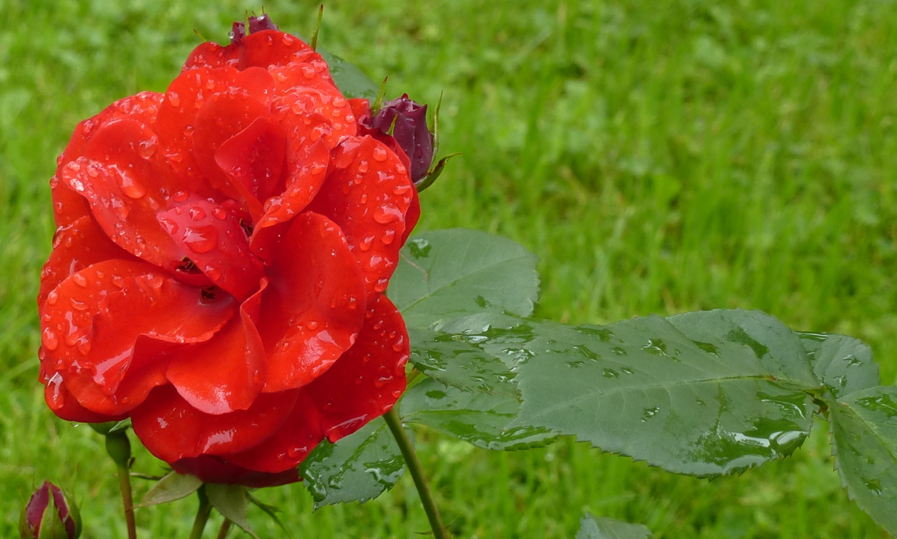 ZUM THEMA: Wenn die Rosen blühen...