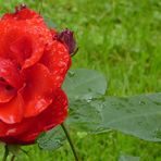 ZUM THEMA: Wenn die Rosen blühen...