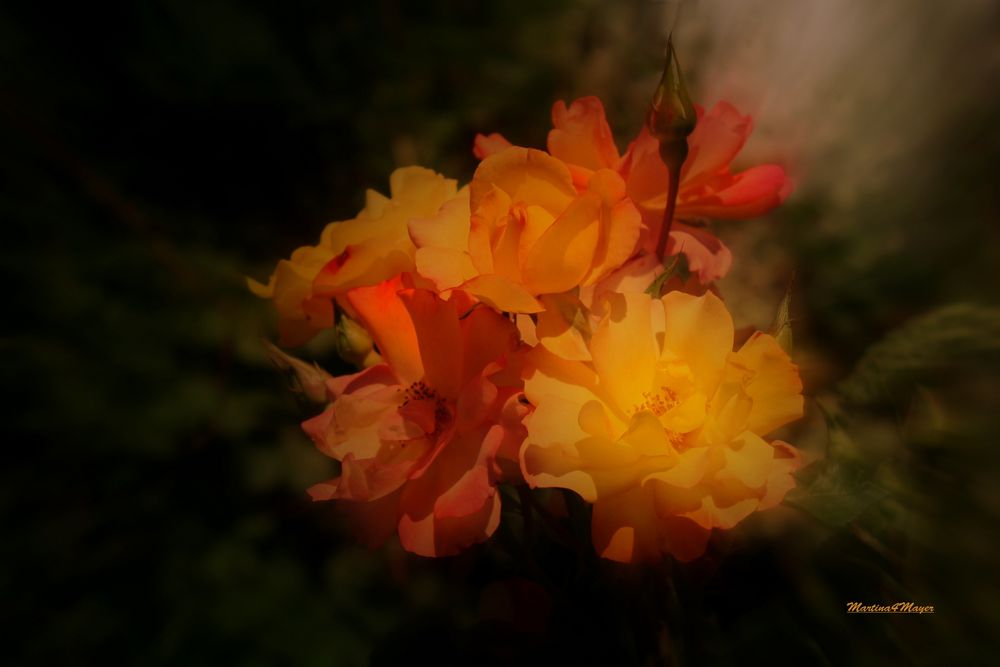 zum Thema "wenn die Rosen blühen"