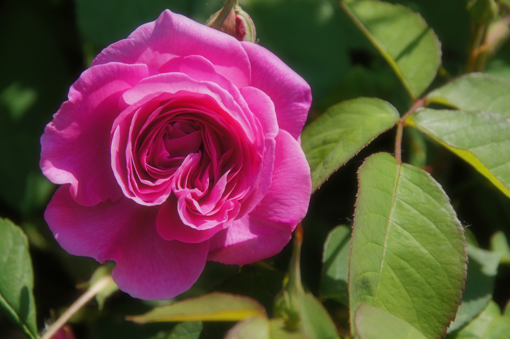 ZUM THEMA: Wenn die Rosen blühen