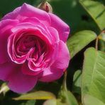 ZUM THEMA: Wenn die Rosen blühen