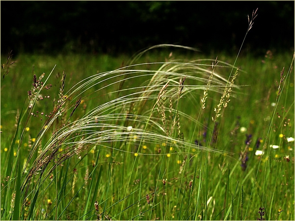 Zum Thema : " WIND "