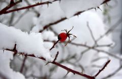 zum Thema "Winterzauber"