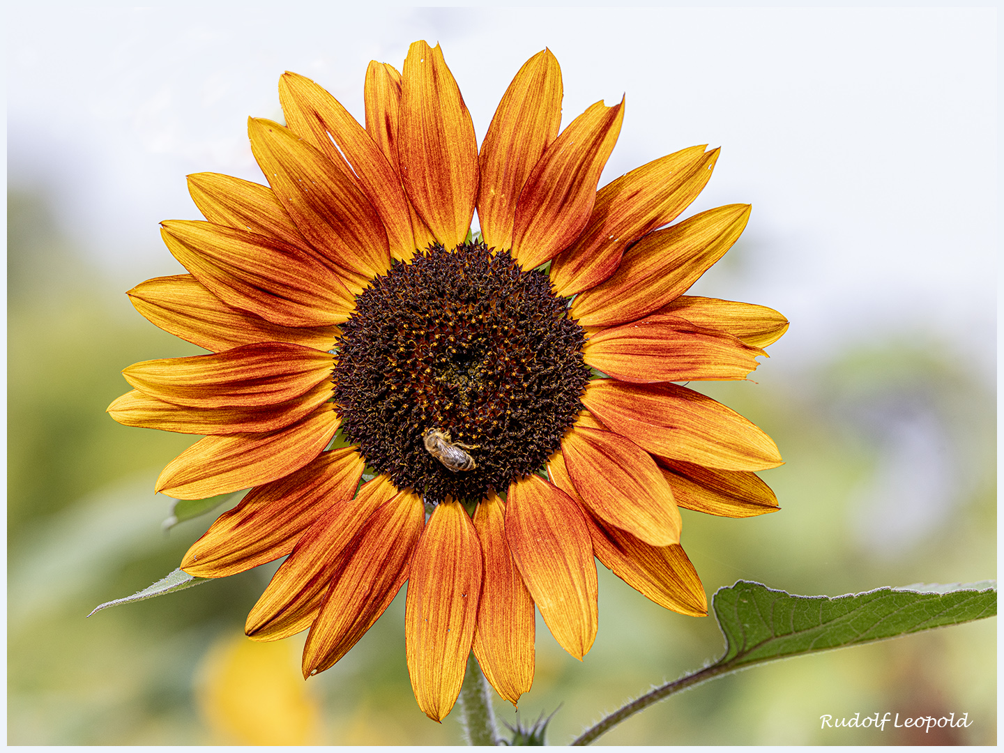 zum Thementag Besuch bei einer Sonnenblume