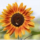 zum Thementag Besuch bei einer Sonnenblume