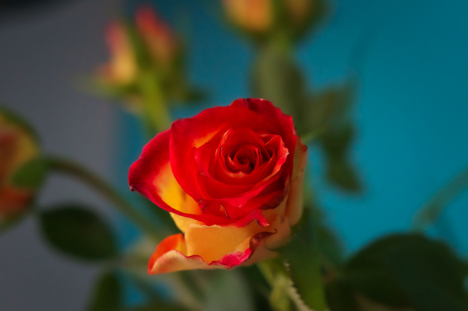 Zum Thementag eine Rose