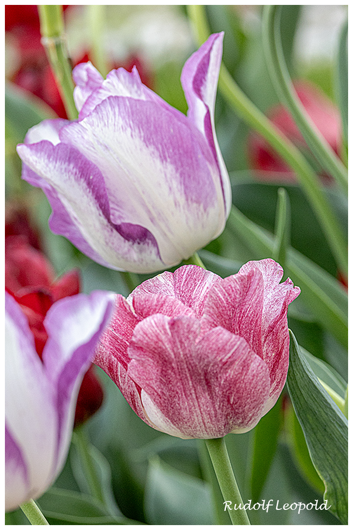 zum Thementag etwas größere Blümchen