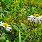 Zum Thementag - Mittwochsblümchen