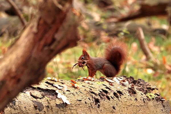 Zum tierischen Dienstag...