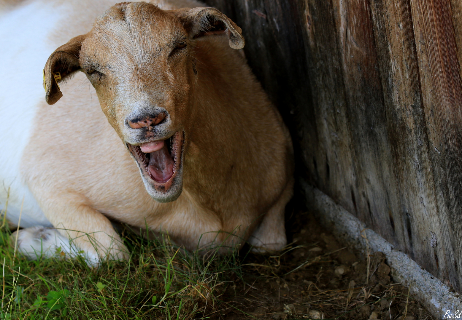 Zum Totlachen Foto Bild tiere haustiere nutztiere Zum Totlachen Foto Bild tiere haustiere nutztiere