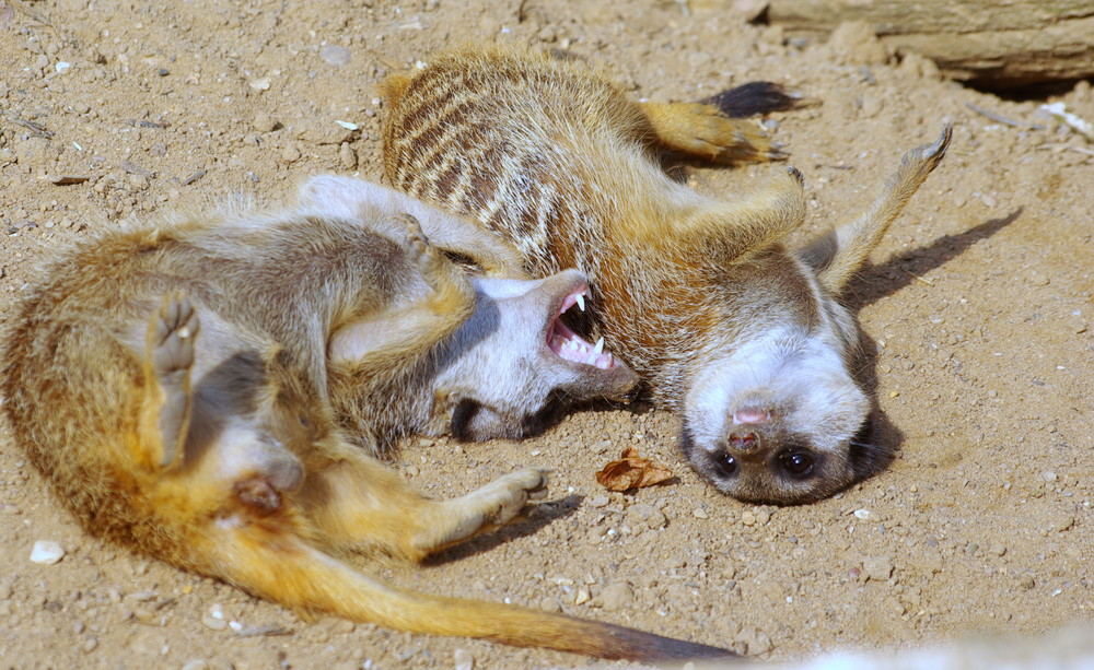 ZUM TOTLACHEN Foto Bild tiere zoo wildpark ZUM TOTLACHEN Foto Bild tiere zoo wildpark