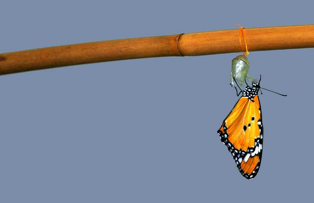 zum Trocknen aufgehängt - Version jetzt ohne Schatten