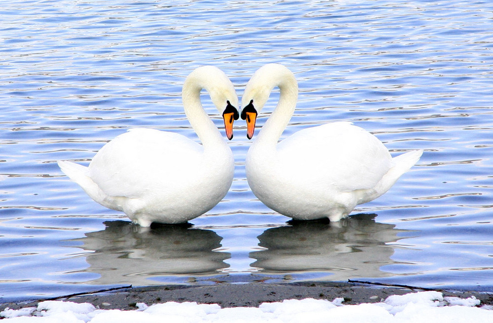 Zum Valentinstag eine kleine Montage