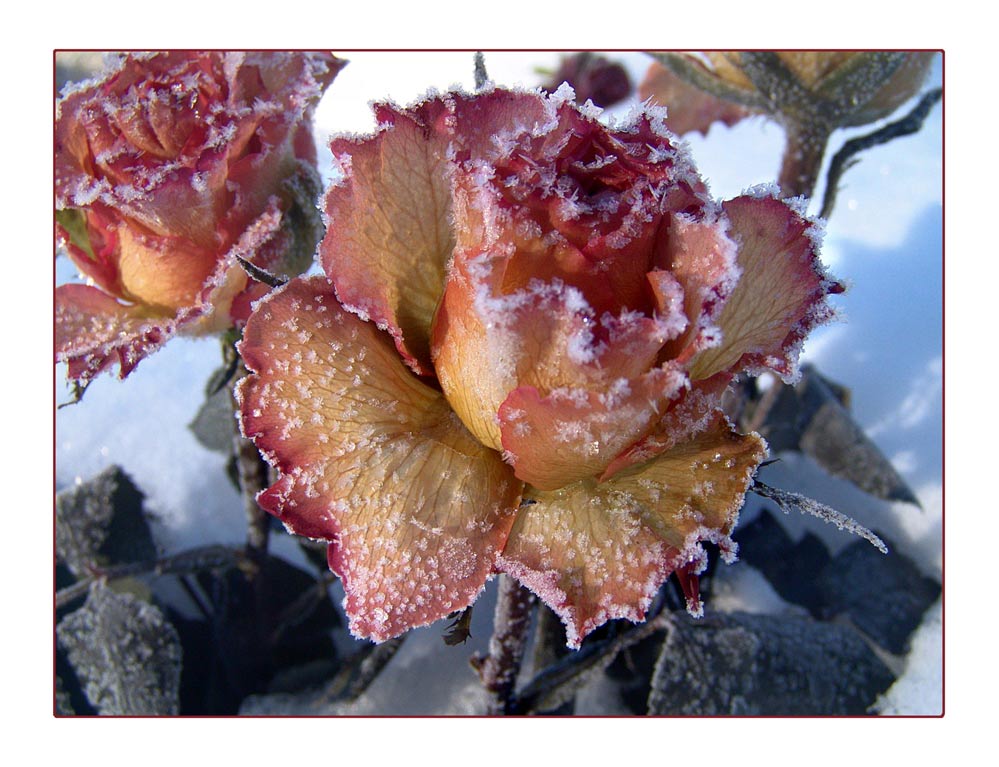 zum Valentinstag eine Schnee-Rose