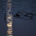 Zum Vollmond im Schwenninger Moos 1