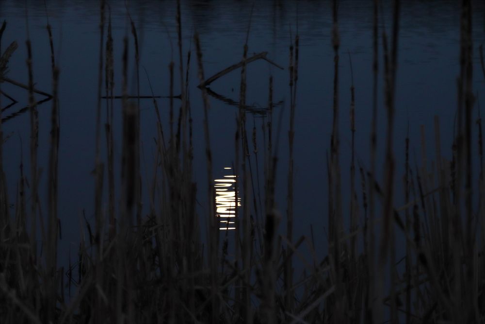 Zum Vollmond im Schwenninger Moos 3