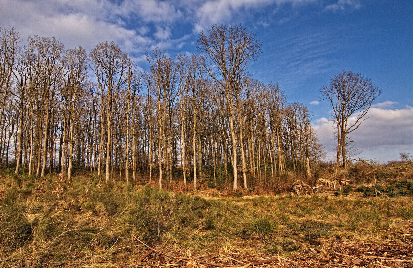 Zum Wald geblickt 