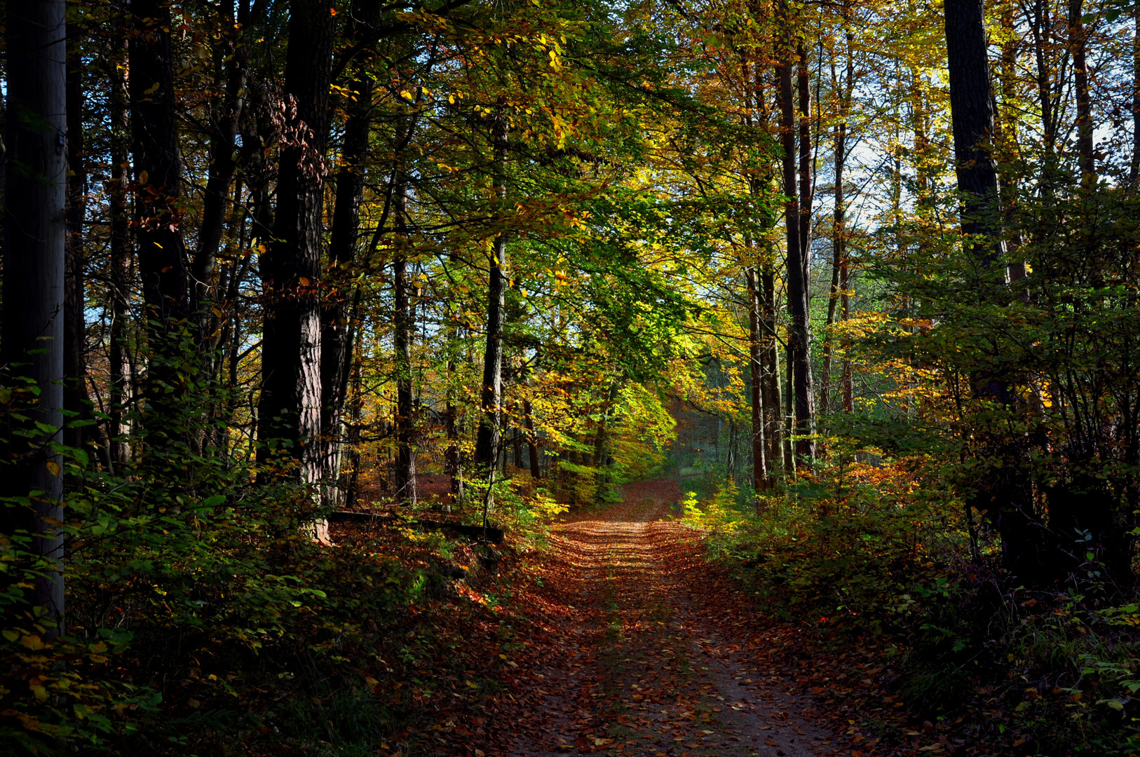 Zum Waldspaziergang