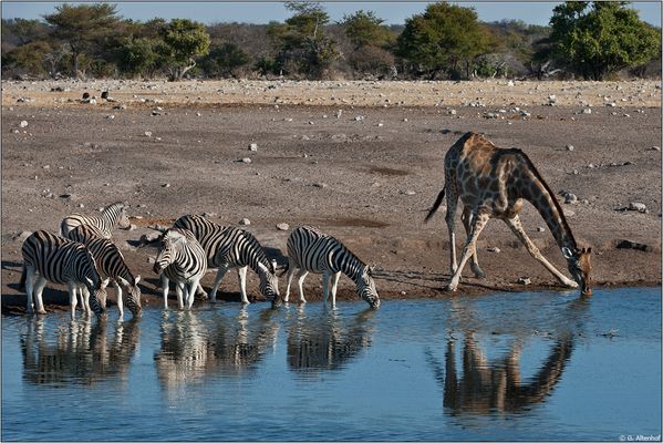...zum Wasser kommen sie alle