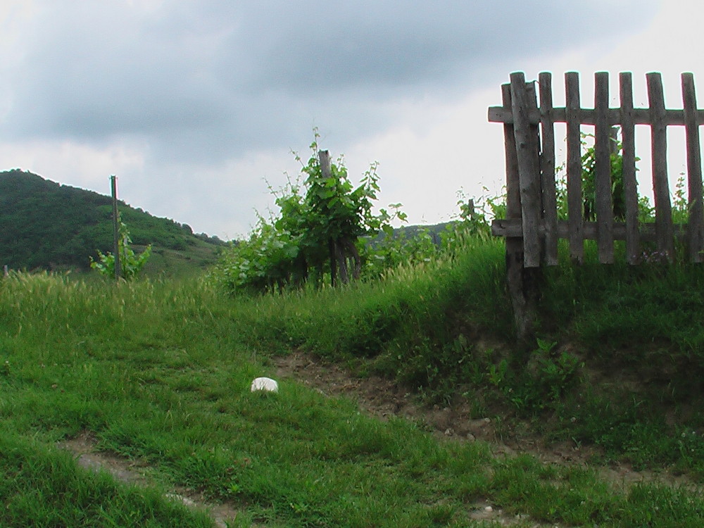 Zum Weingarten... in der Wachau