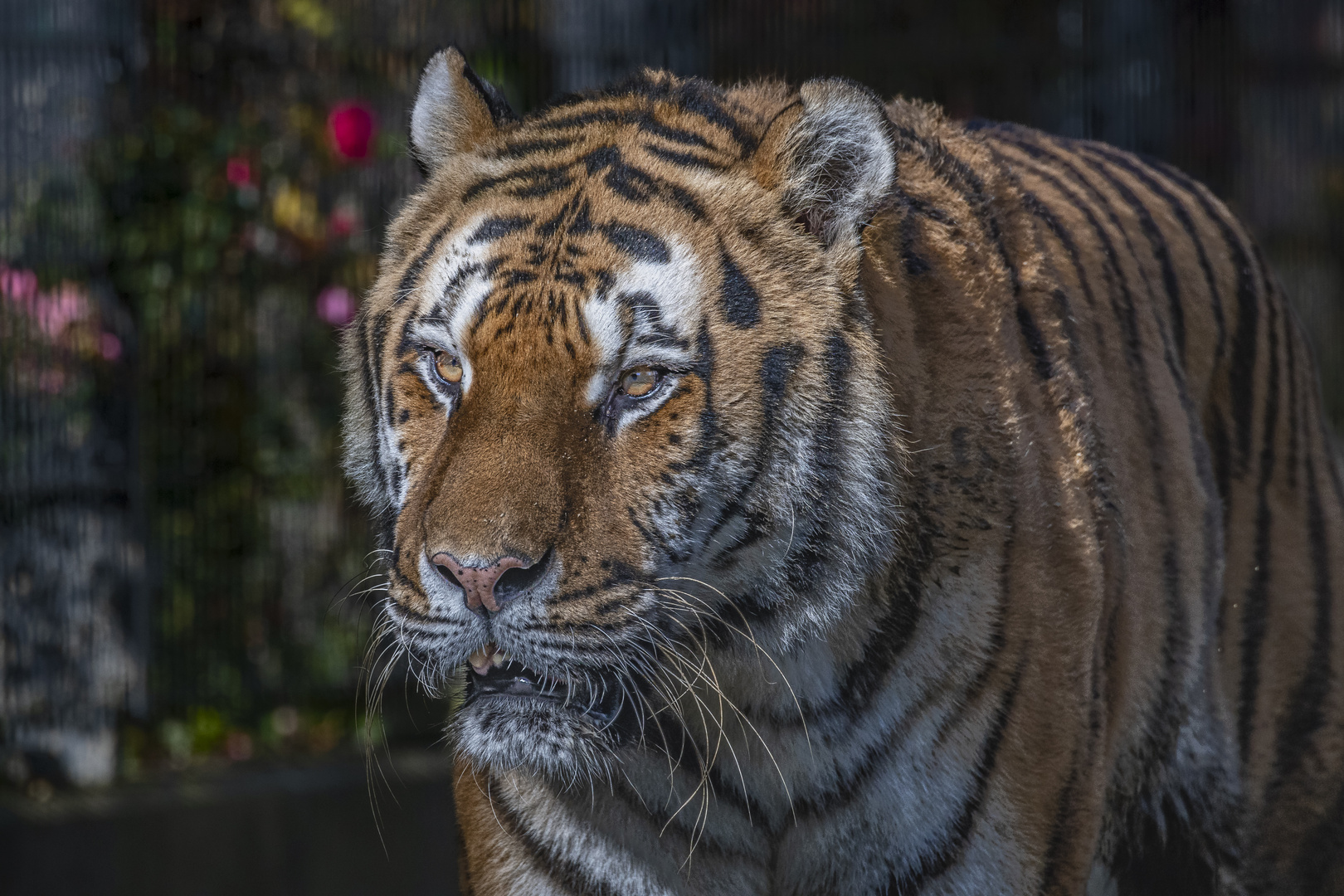 Zum Welt-Tiger-Tag am 29.07.2022