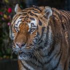 Zum Welt-Tiger-Tag am 29.07.2022