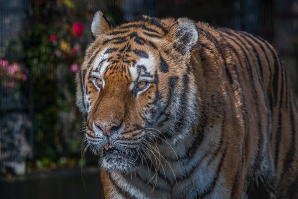 Zum Welt-Tiger-Tag am 29.07.2022