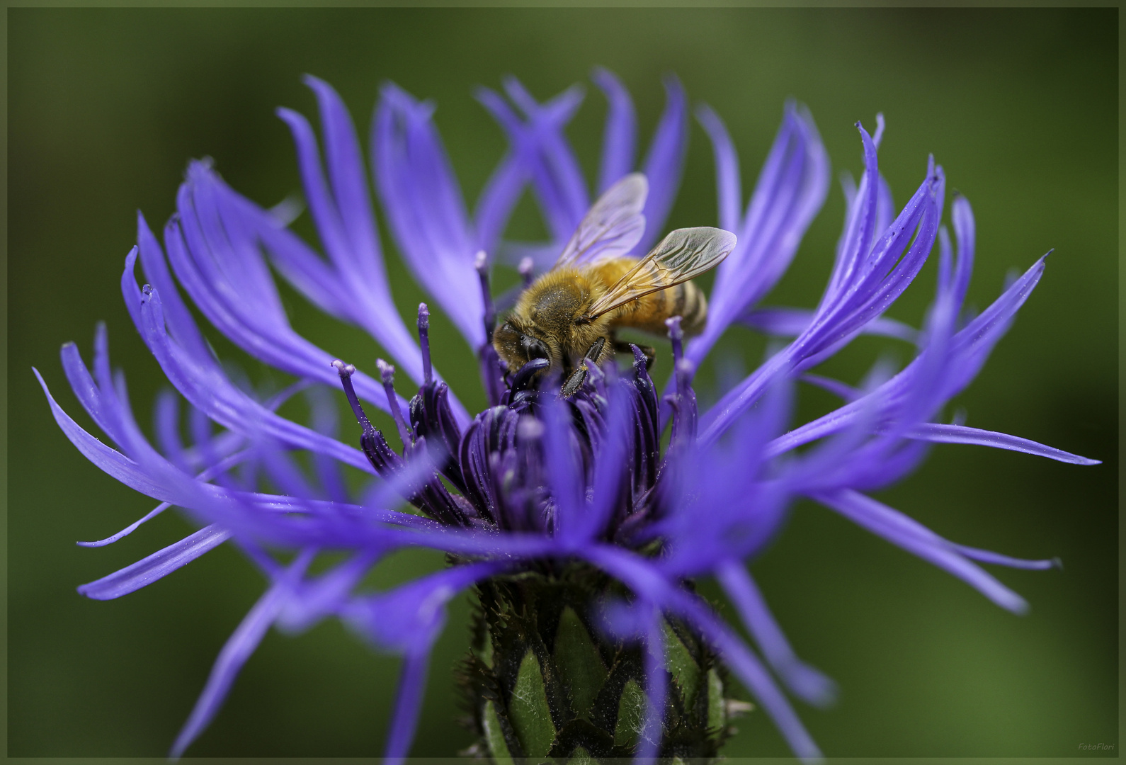 Zum Weltbienentag