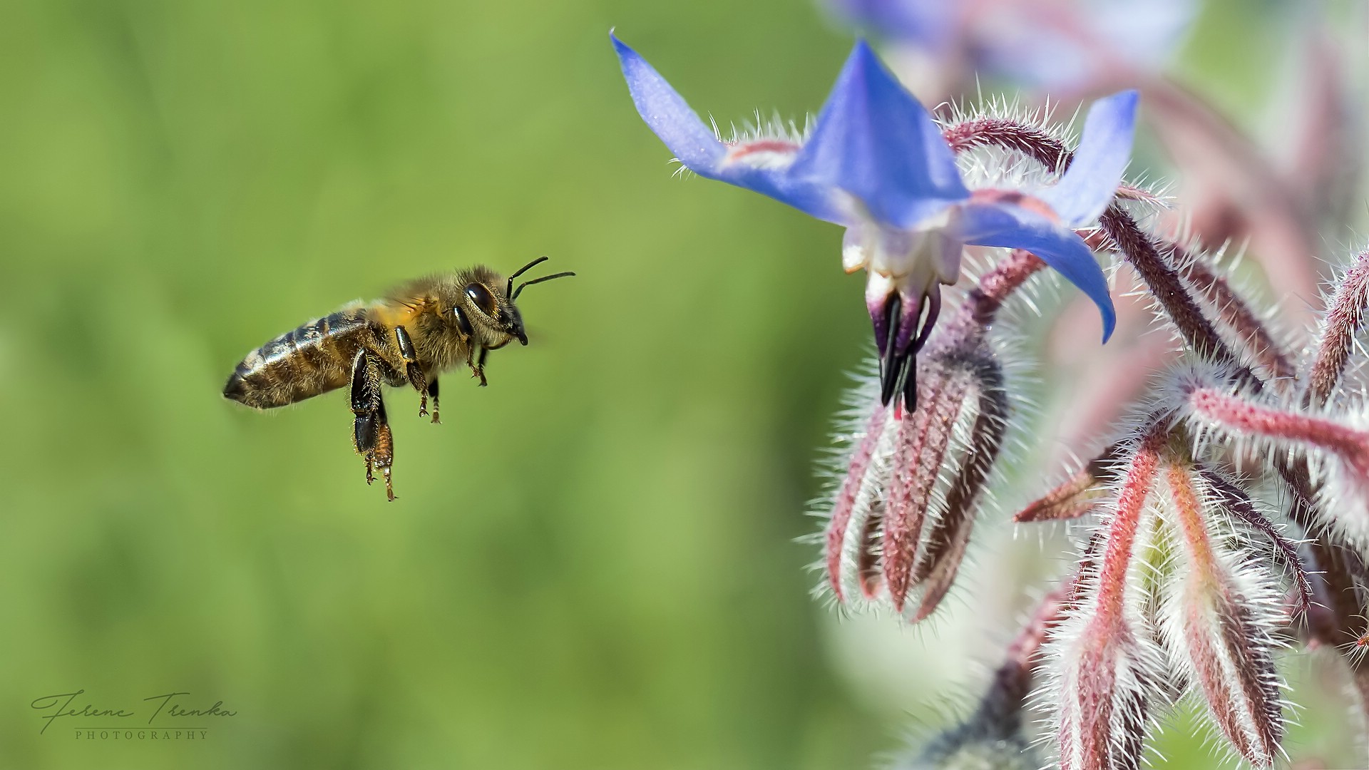 Zum Weltbienentag