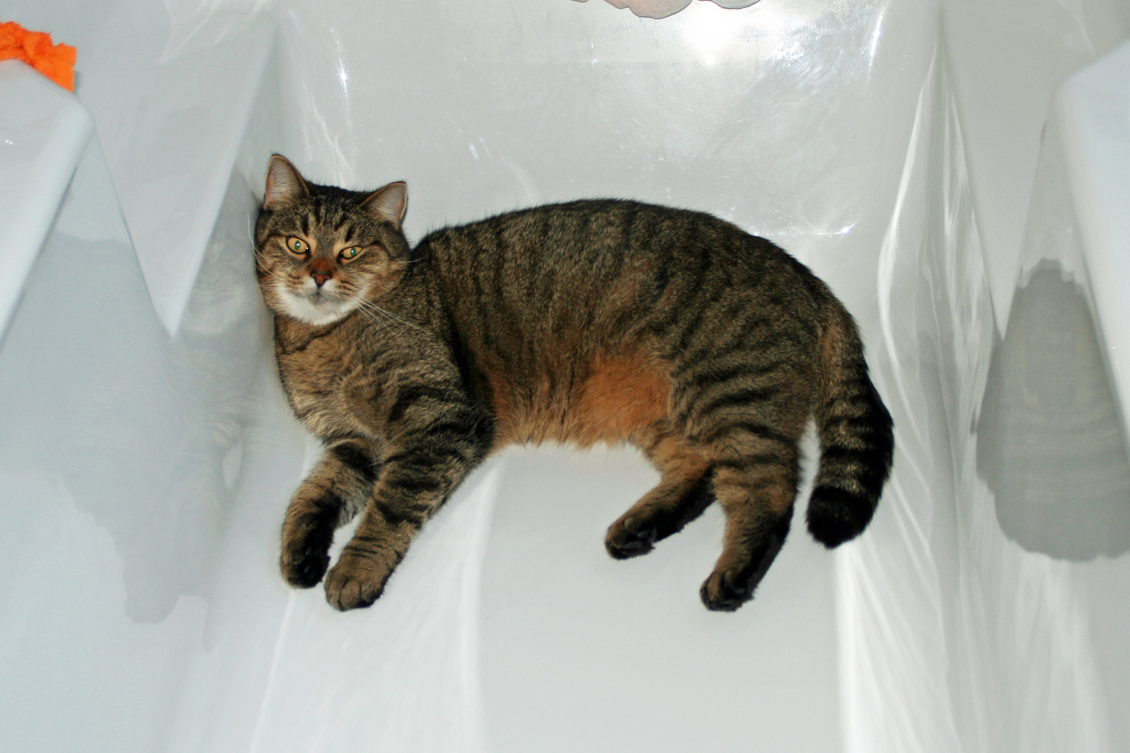 Zum Weltkatzentag: Abkühlung in der Badewanne