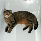 Zum Weltkatzentag: Abkühlung in der Badewanne