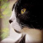 zum Weltkatzentag: das war Felix (2000 - 2018)