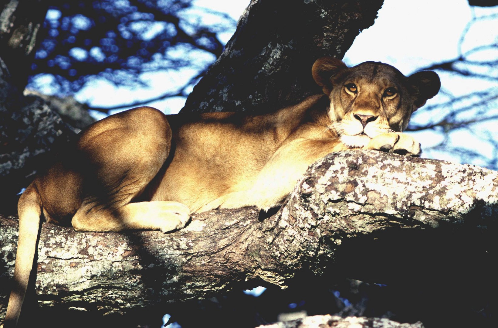 Zum Weltkatzentag eines meiner ersten Löwenfotos von 1975 in der Serengeti 