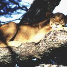 Zum Weltkatzentag eines meiner ersten Löwenfotos von 1975 in der Serengeti 