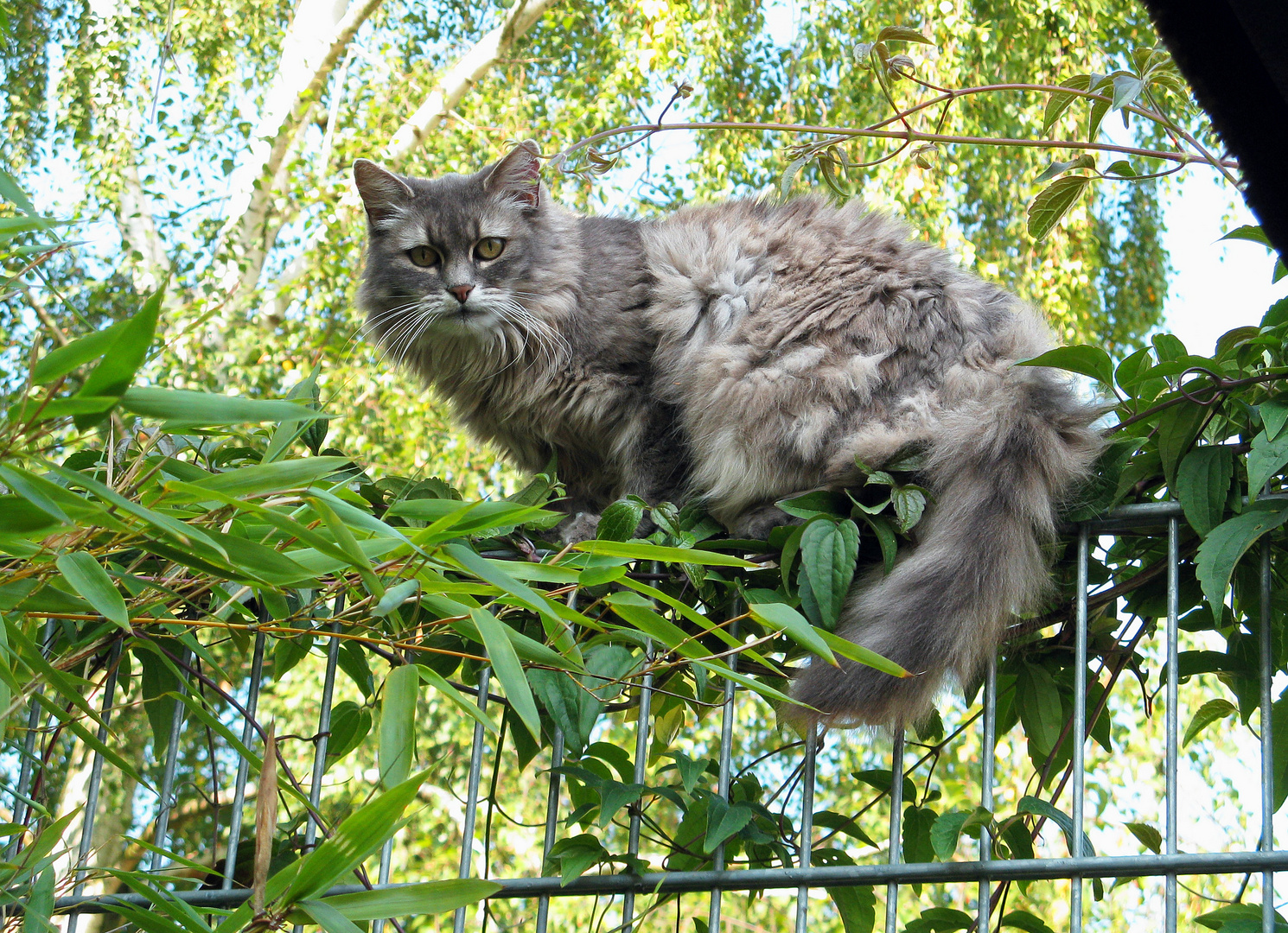 Zum Weltkatzentag Mieze (RIP 18.Juli2013)