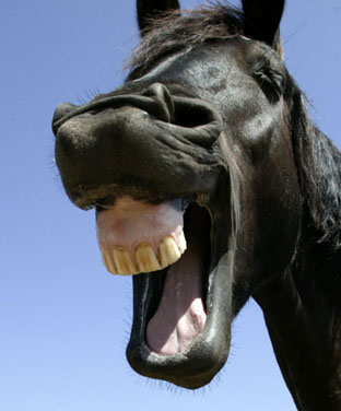 zum wiehern... Foto & Bild | natur, tiere, youth Bilder auf fotocommunity