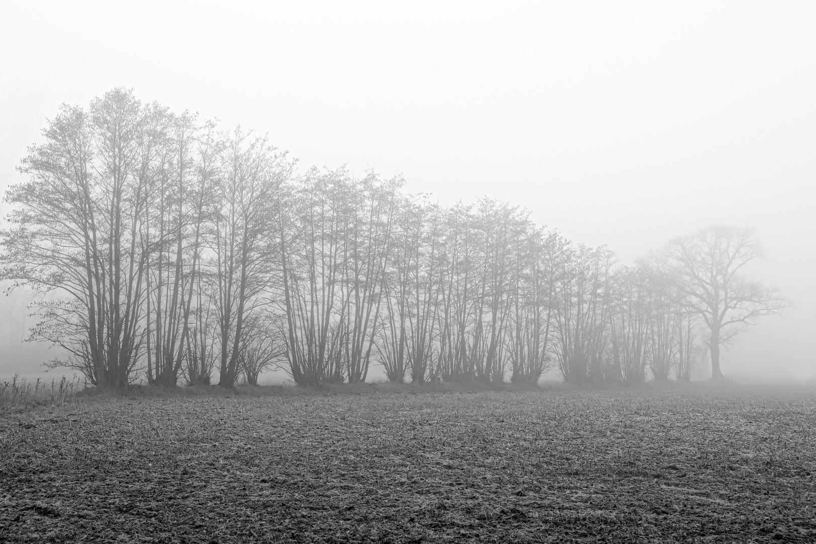 zum Windfang am Feldrand angetreten  -  lined up for the windbreak at the edge of the field