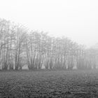 zum Windfang am Feldrand angetreten  -  lined up for the windbreak at the edge of the field