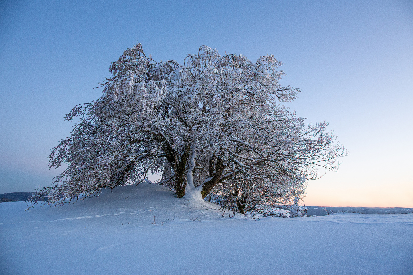 zum Winterende 2021 - noch einmal am Rockenstein: der Baum...