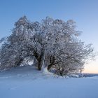 zum Winterende 2021 - noch einmal am Rockenstein: der Baum...